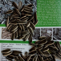 High Quality of New Crop Sunflower Seeds From Neimongol